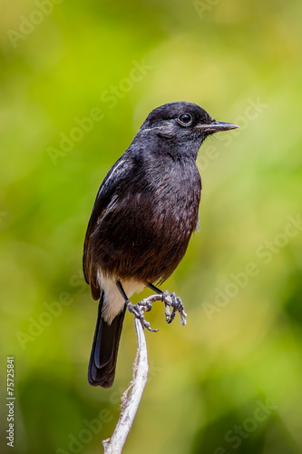 Portrait of Pied Bushchat ( Saxicola caprata ) photo