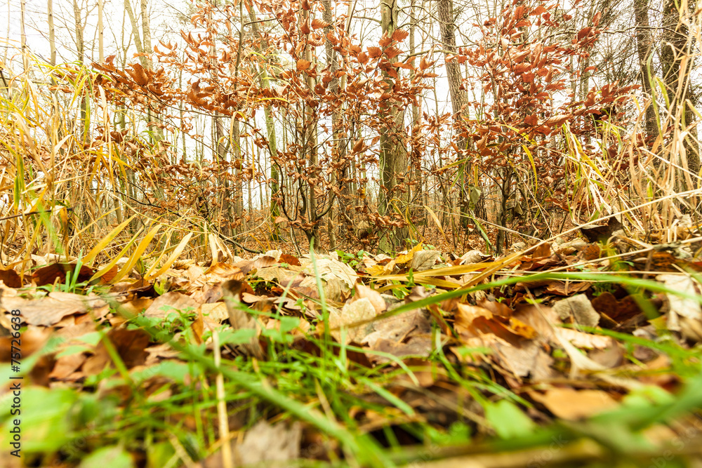 leaves in autumn on forest ground leaves in autumn on forest ground