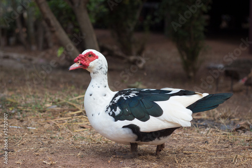 Muscovy Duck