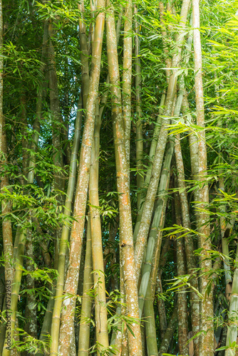 big fresh bamboo grove in forest