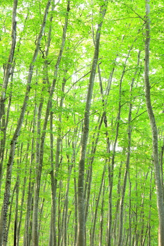 Beech forest, Bijinbayashi, Niigata © norikazu