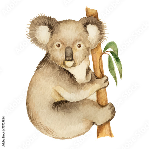 Canvas Print Koala