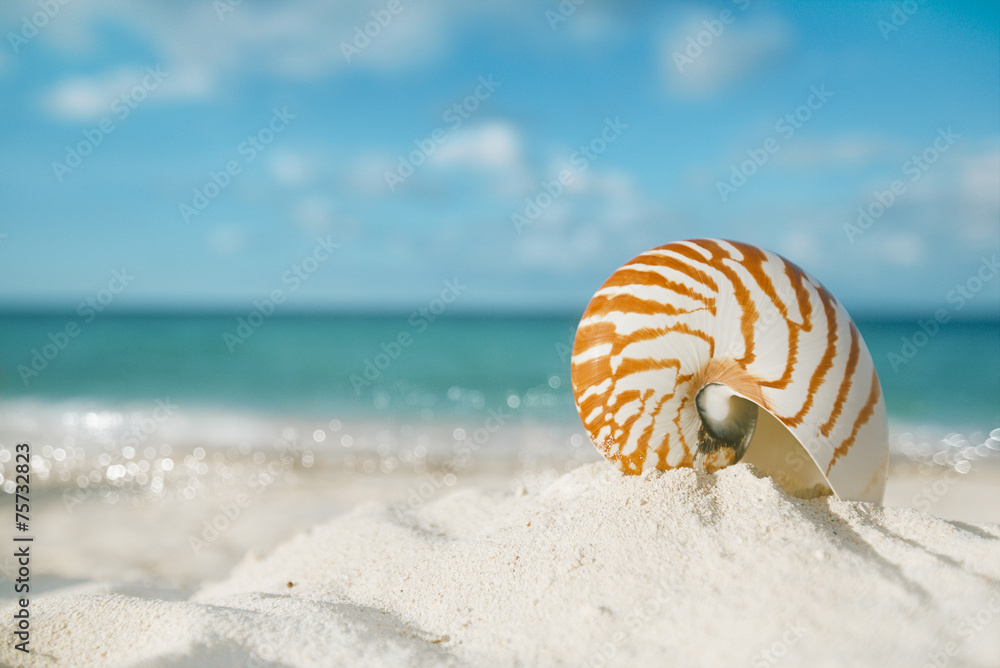 nautilus shell on white beach sand, against sea waves nautilus shell on white beach sand, against sea waves