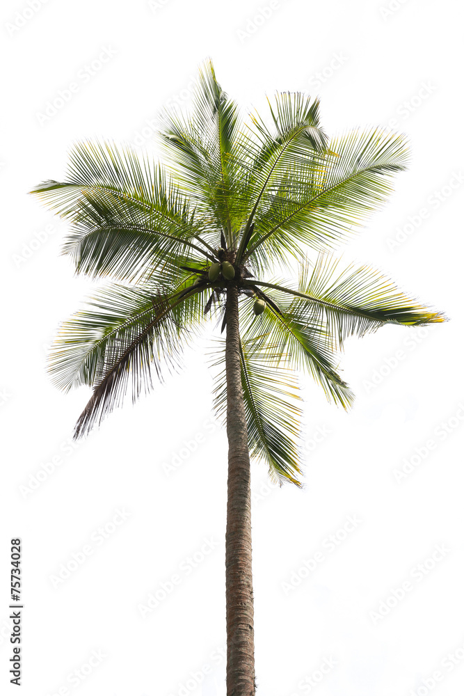 Coconut palm isolated on white