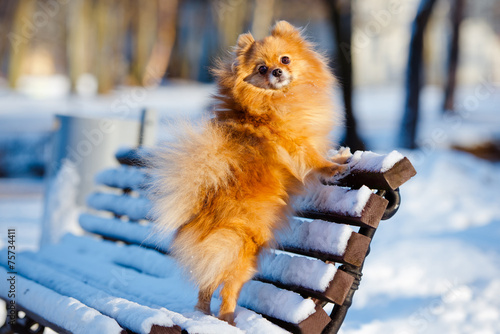 Bild auf Leinwand pomeranian spitz posing on a bench