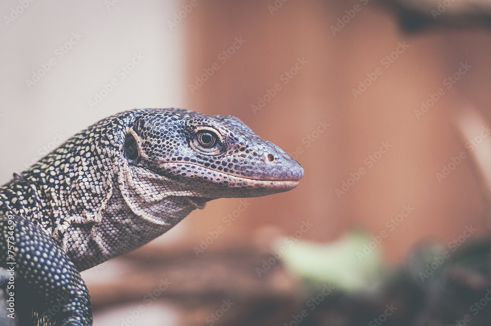 Fototapeta premium Varan des mangroves