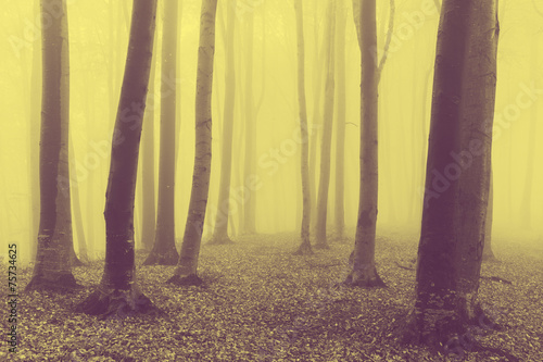 Yellow creepy fog into the woods