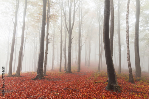 Beautiful forest into the mist