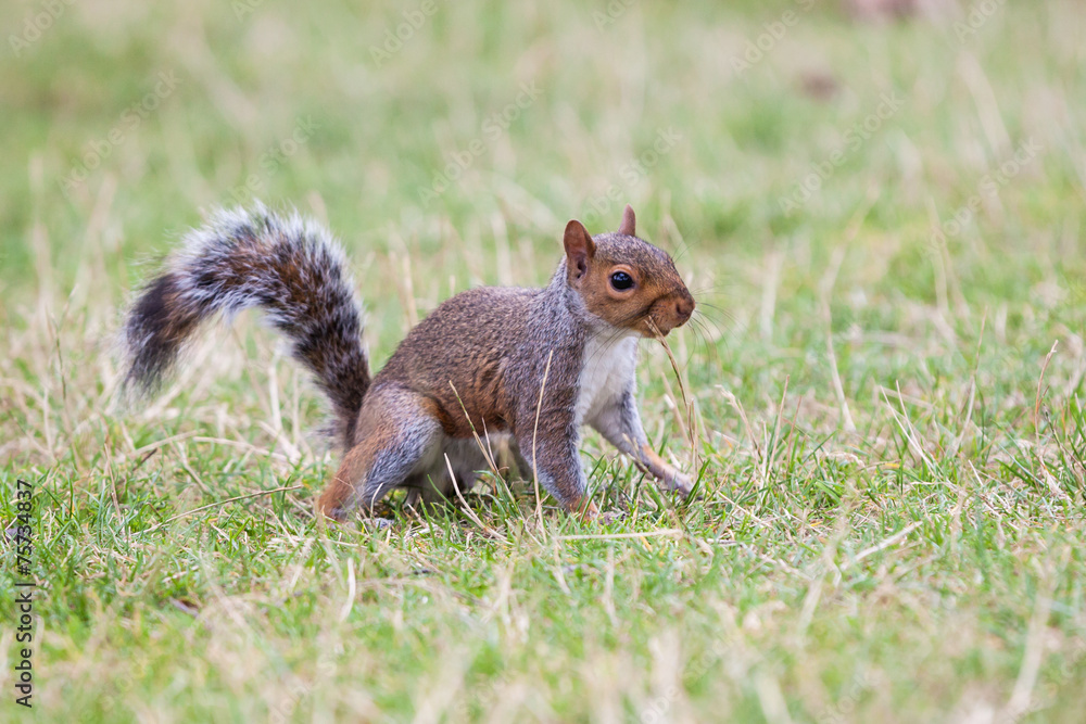 Squirrel eating. Squirrel eating.