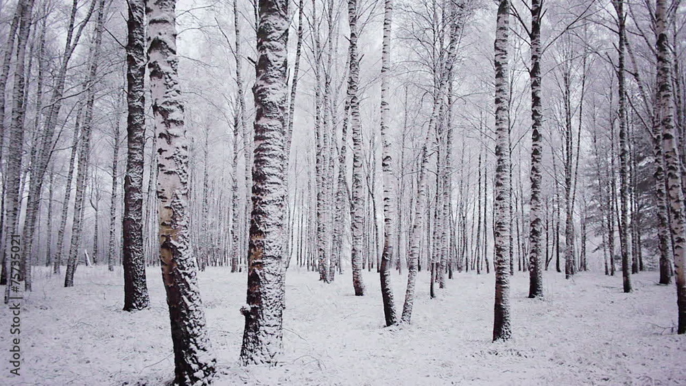 Panoramic shot of trunks of birch trees in winter forest Panoramic shot of trunks of birch trees in winter forest