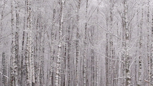 Panoramic shot of trunks of birch trees in winter forest