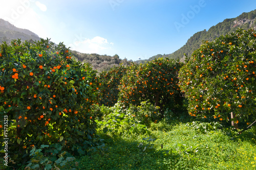 Orange valley, Mallorca, Balearic islands, Spain