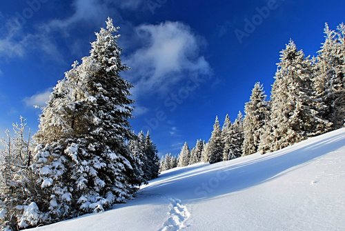 winter landscape - Hala Lipowska in Beskid Zywiecki