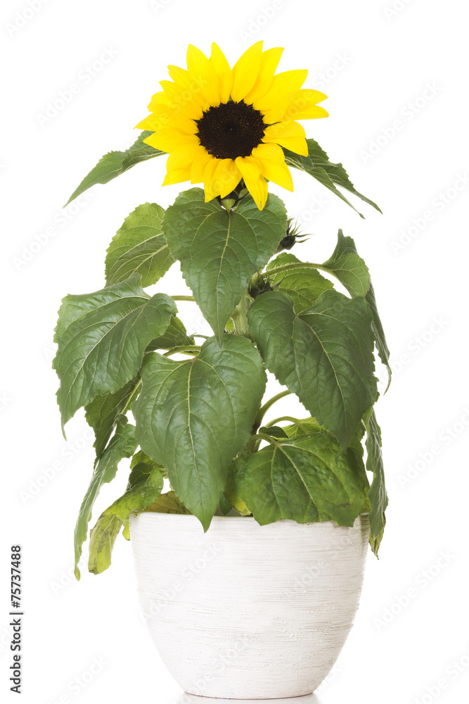 Obraz premium Small sunflower in a pot