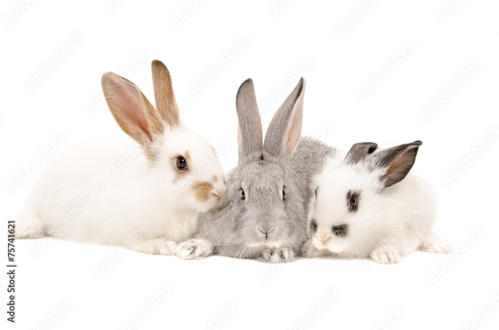 Fototapeta premium Three rabbits together