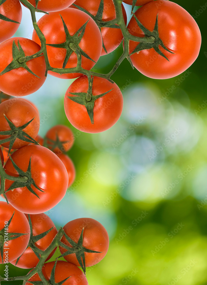 image of tomatoes on a green background