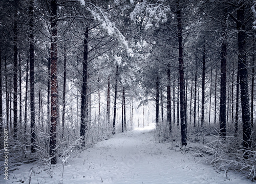 Snowy Road through the cold wintry forest