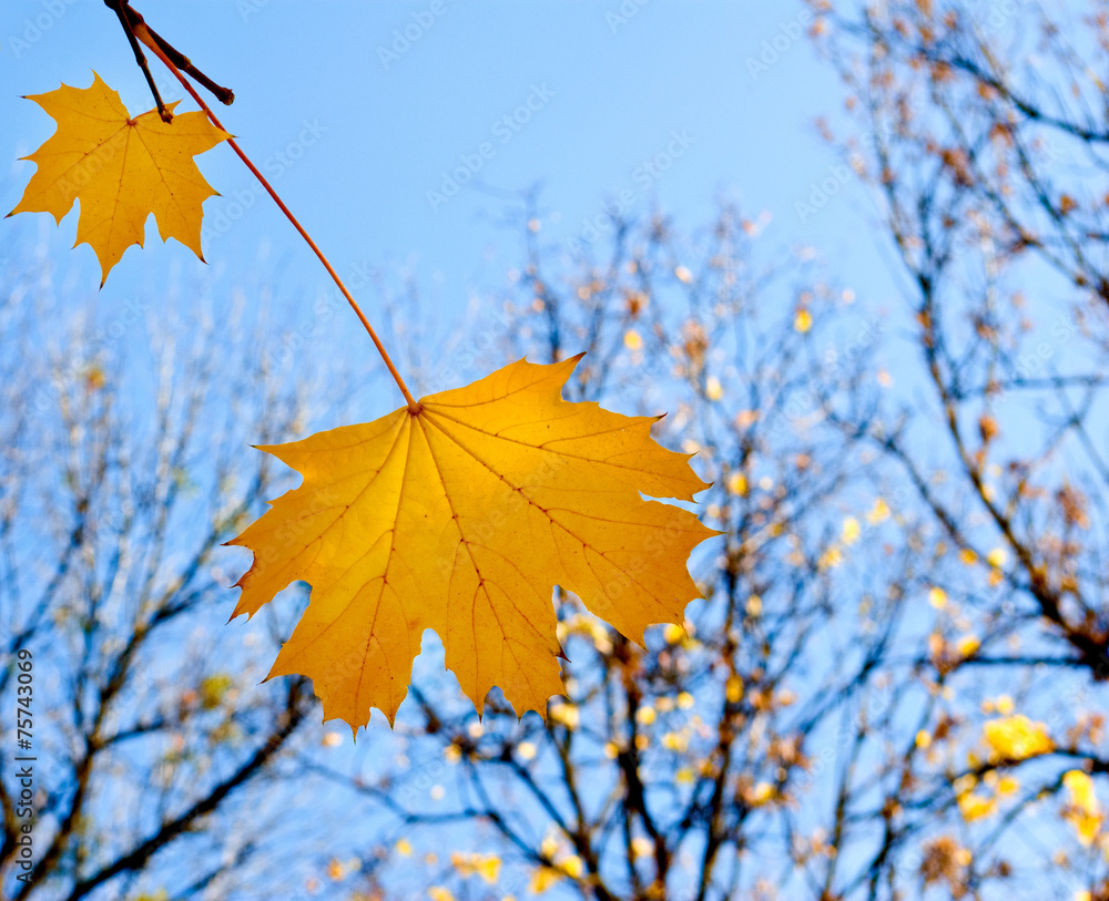 Obraz premium beautiful yellow autumn leaves in the park