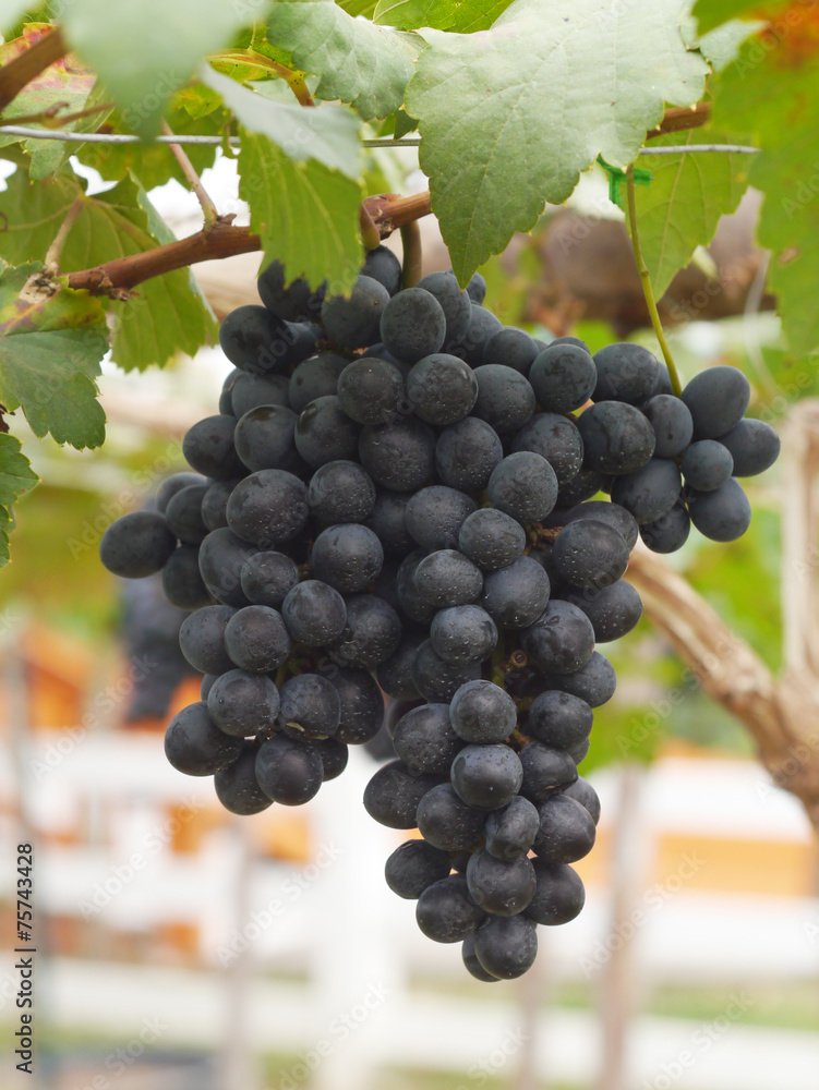 Fototapeta premium bunches grapes hang from a vine