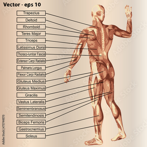 3D human male anatomy with muscles and text