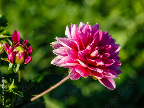 Fototapeta Naklejka Na Ścianę i Meble -  Red dahlia