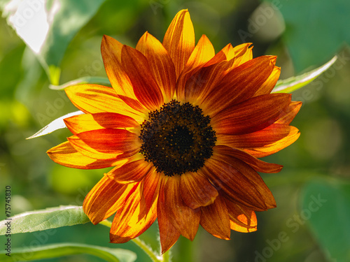 Fototapeta Naklejka Na Ścianę i Meble -  Red sunflower