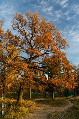 Autumn landscape with oak