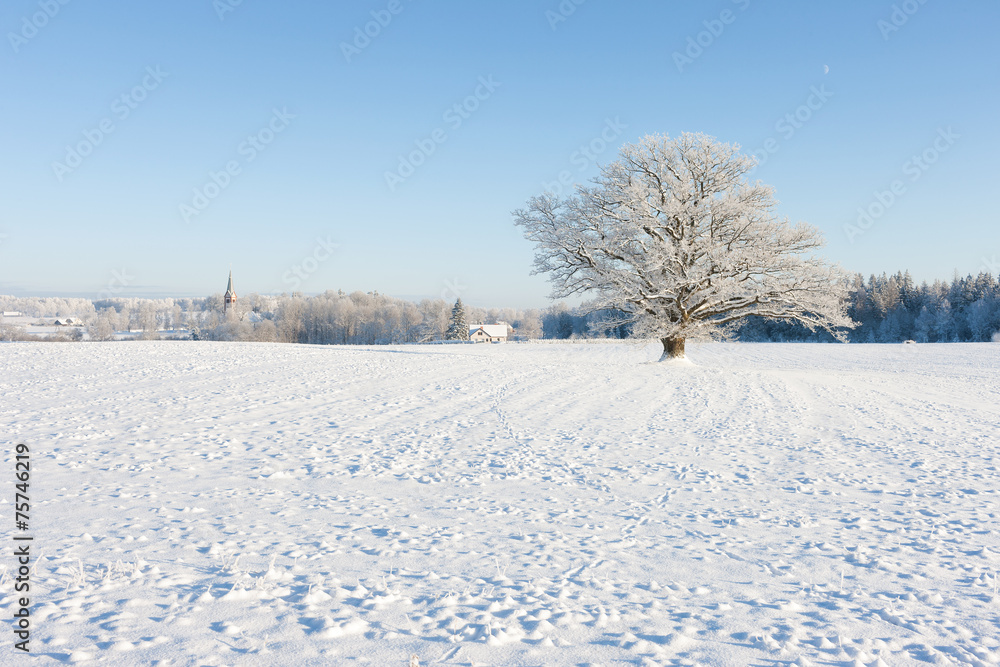 Old oak in hoarfrost against the blue sky and the church Old oak in hoarfrost against the blue sky and the church