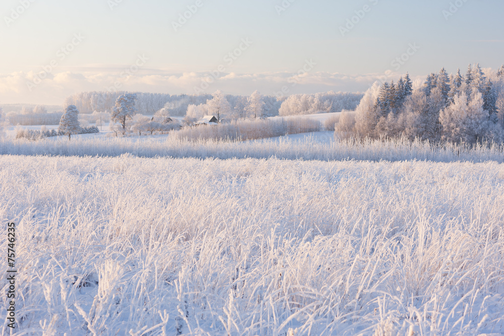 Fototapeta premium Rural winter landscape with white frost on field and forest
