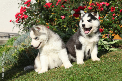 Two gorgeous puppies sitting in front of red roses