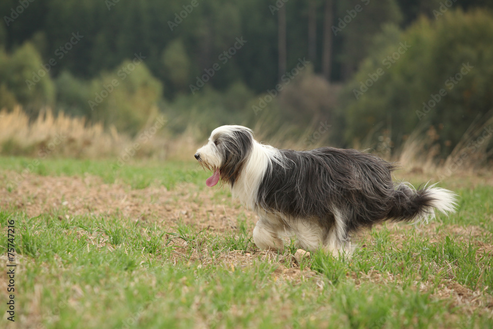 Bearded collie running in nature
