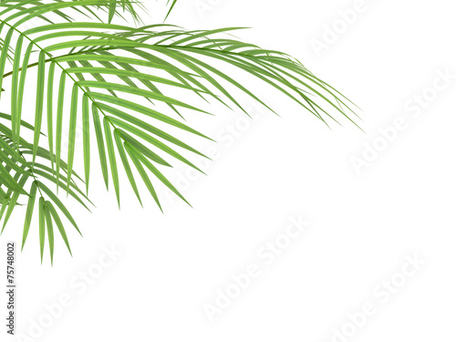 tropical plant branchs