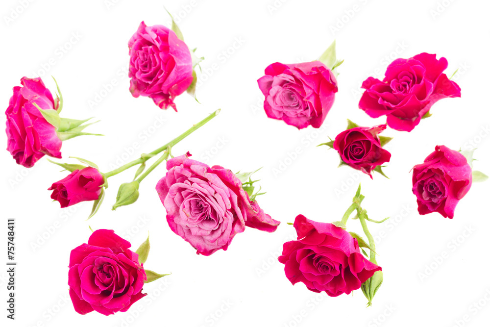 mauve roses