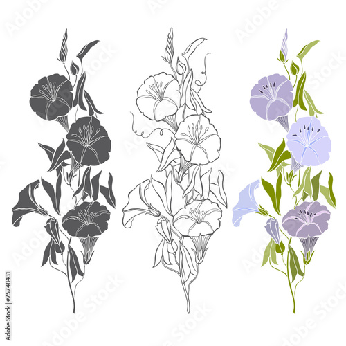 Set of bindweed isolated on white background. Hand drawn vector photo