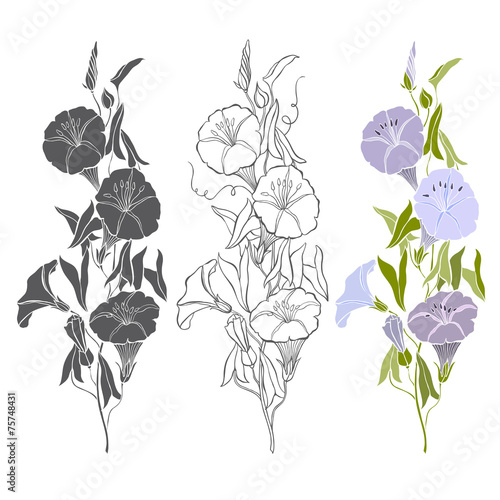 Set of bindweed isolated on white background. Hand drawn vector
