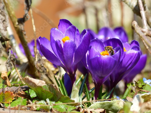 Frühlingserwachen / spring Awakening photo