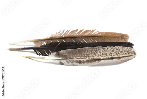 Multi-colored feathers on a white background. Photo.