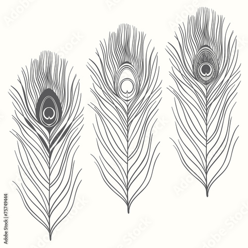 Set of peacock feathers  isolated on white background. Hand draw