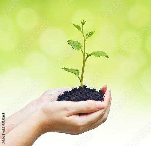hands holding a tree for growing