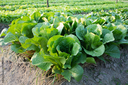 Butterhead Lettuce growed organic vegetables