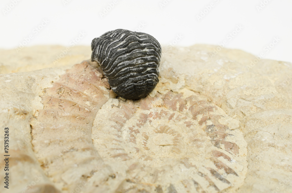 winzige Fossilien (Trilobit, Ammonit) - obrazy, fototapety, plakaty 