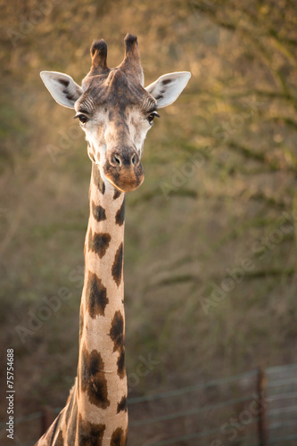 giraffe neugirig © moserwork