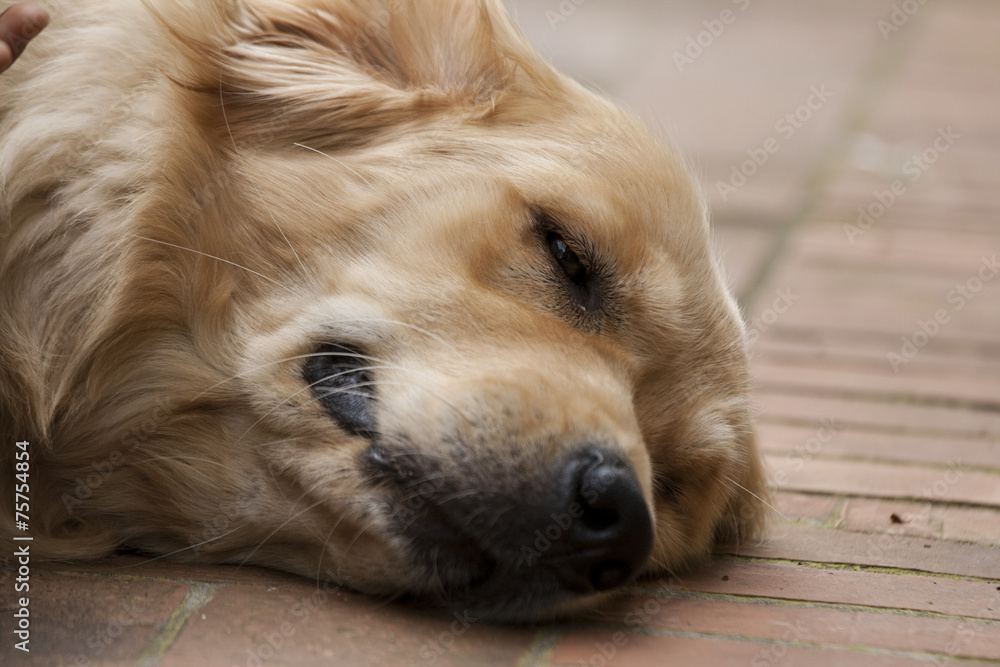 Portrait of a dog Portrait of a dog
