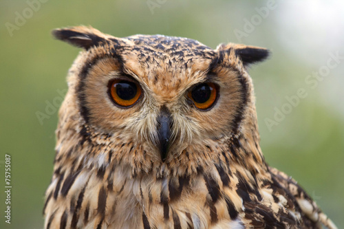 Portrait f a owl
