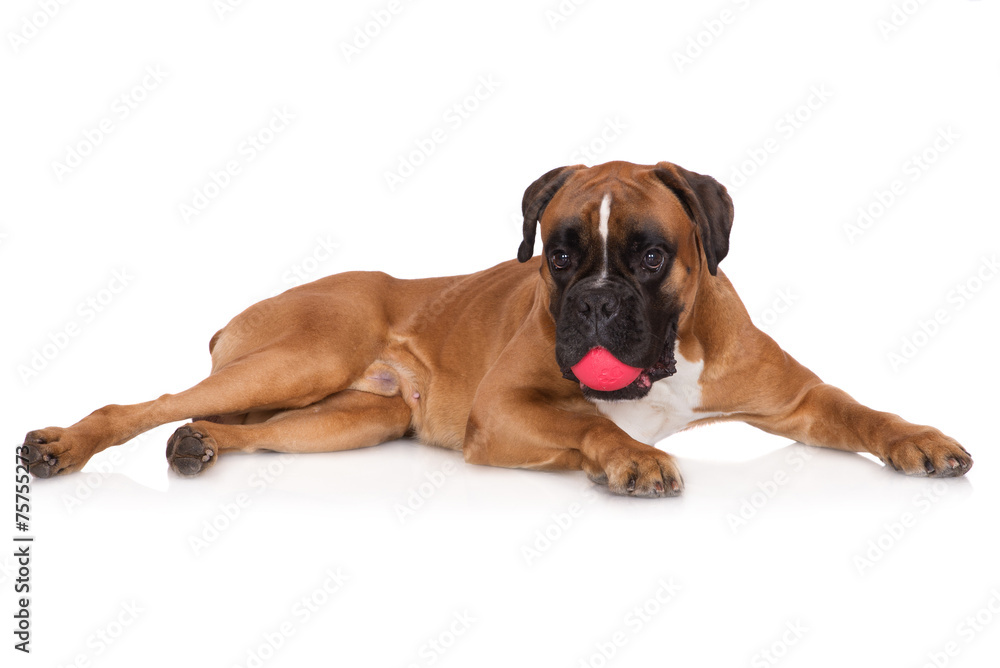 german boxer dog holding a ball in his mouth