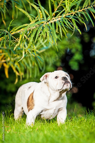 English bulldog puppy standing under a tree