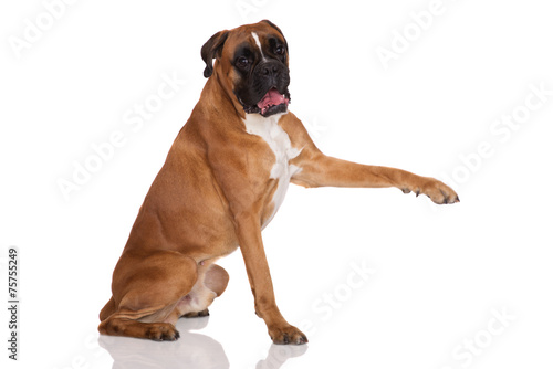german boxer dog pointing with his paw