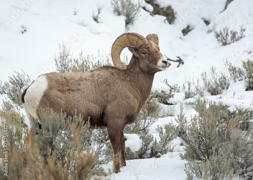 Bighorn Sheep