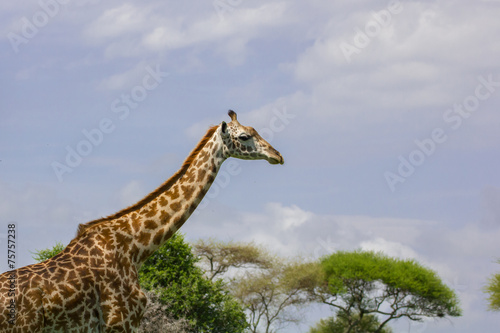 Girafe seule © aylerein