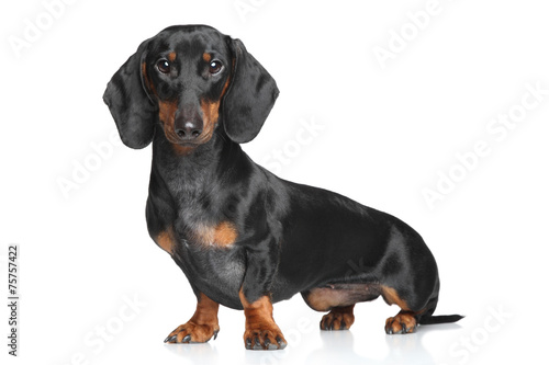 Fototapeta Naklejka Na Ścianę i Meble -  Miniature dachshund